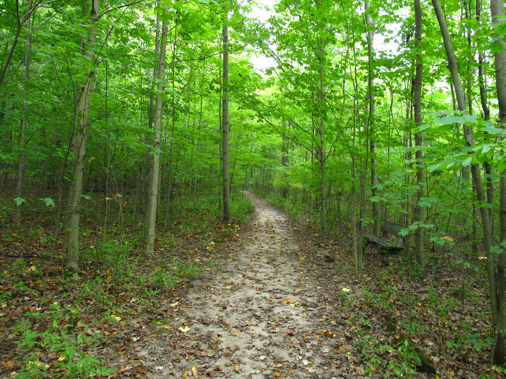 Walking trail in the Sacred Grove