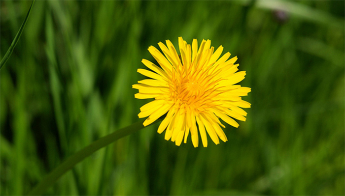 A single dandelion in the grass